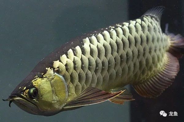 極具觀賞價值-過背金龍魚