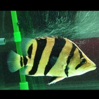 虎魚包肚包脖圖解：如何區分虎魚包肚包脖 虎魚包肚包脖圖解：如何區分虎魚包肚包脖 虎魚百科 第2張