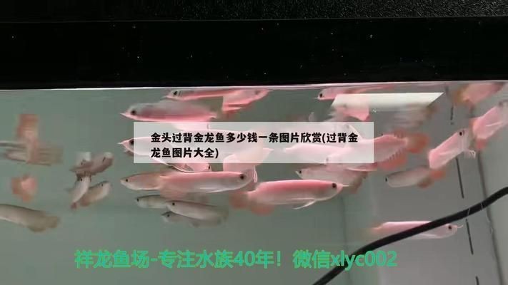 過背金龍魚的價(jià)格和圖片：過背金龍魚價(jià)格和圖片 過背金龍魚的價(jià)格和圖片：過背金龍魚價(jià)格和圖片 金龍魚百科 第5張