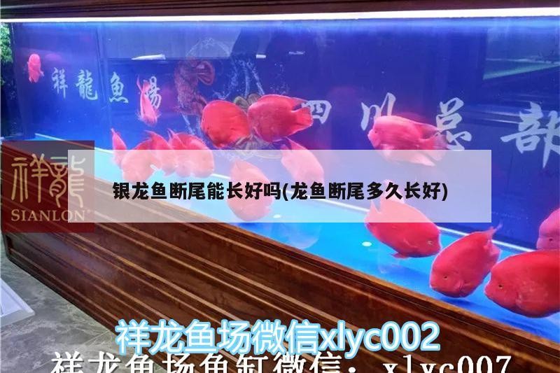 龍魚鱗片缺損是常見的問題，預防龍魚鱗片缺損的方法，如何預防龍魚鱗片缺損 龍魚鱗片缺損是常見的問題，預防龍魚鱗片缺損的方法，如何預防龍魚鱗片缺損 龍魚百科 第1張