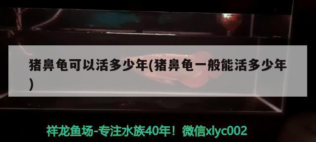 我的虎魚真菌感染了要怎么處理 豬鼻龜可以活多少年(豬鼻龜一般能活多少年) 豬鼻龜百科 豬鼻龜可以活多少年(豬鼻龜一般能活多少年) 豬鼻龜可以活多少年(豬鼻龜一般能活多少年) 豬鼻龜百科