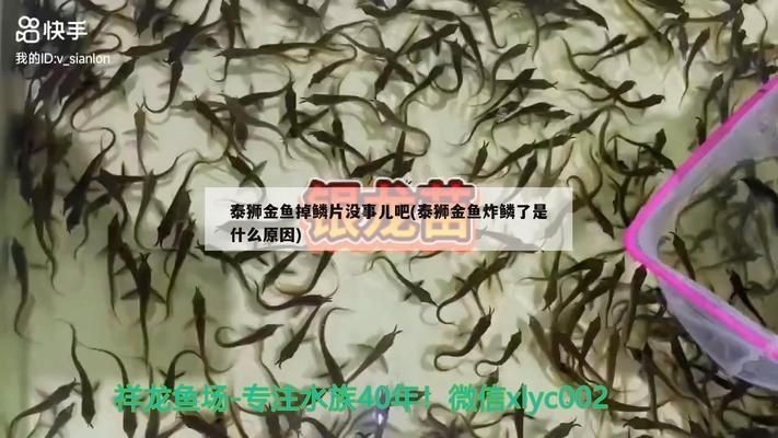 龍魚咬傷大面積掉鱗片會死嗎vs祥龍魚場：龍魚咬傷導致的大面積掉鱗片