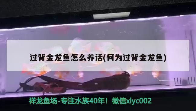 過背金龍魚怎么養活(何為過背金龍魚)