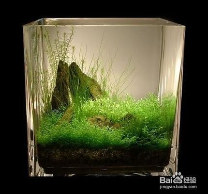如何選擇適合金龍魚的水草：金龍魚適合什么水草
