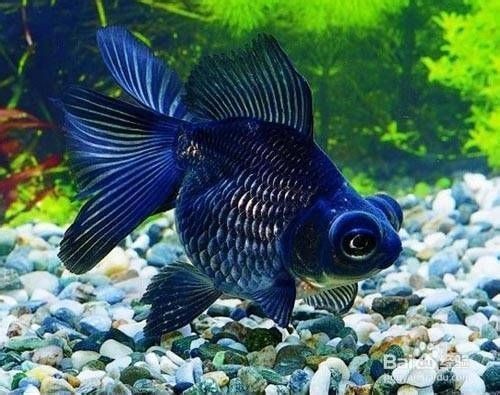 如何選擇適合金龍魚(yú)的水草：金龍魚(yú)適合什么水草