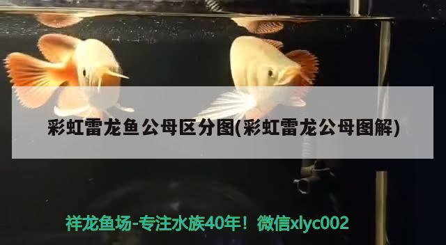 黑魚(yú)怎么養(yǎng)在魚(yú)缸里放多少水（黑魚(yú)如何在魚(yú)缸里養(yǎng)）