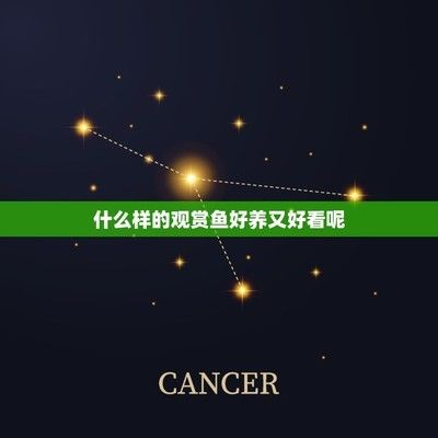 金頭過背金龍魚和24k【除了貓狗還有哪些適宜做寵物】 金頭過背金龍魚和24k【除了貓狗還有哪些適宜做寵物】 金龍魚百科
