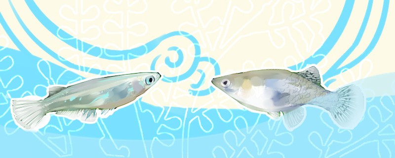 青鳉魚和食蚊魚有什么區別可以混養嗎