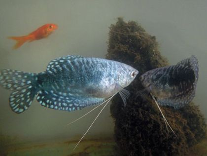 魟魚能混養什么魚類：魟魚是一種適合混養的魚類