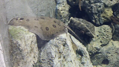 魟魚(yú)很容易死嗎為什么不能吃：魟魚(yú)并不是一種容易死亡的魚(yú)類(lèi)，它們對(duì)水質(zhì)和水溫有一定的要求