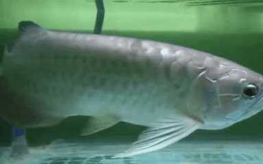 龍魚(yú)撞缸嘴巴受傷了vs祥龍魚(yú)場(chǎng)：祥龍魚(yú)場(chǎng)龍魚(yú)受傷后的護(hù)理方法