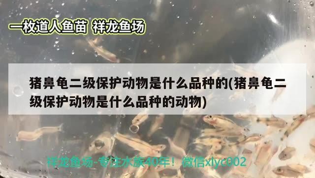 豬鼻龜二級保護動物是什么品種的(豬鼻龜二級保護動物是什么品種的動物)