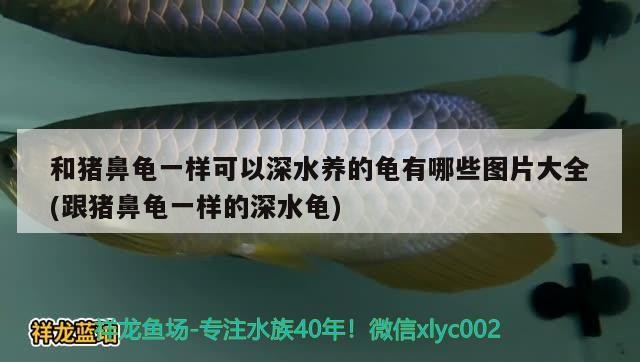 和豬鼻龜一樣可以深水養(yǎng)的龜有哪些圖片大全(跟豬鼻龜一樣的深水龜)