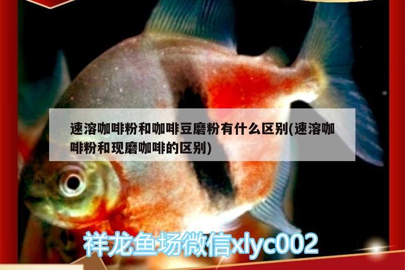 速溶咖啡粉和咖啡豆磨粉有什么區別(速溶咖啡粉和現磨咖啡的區別)