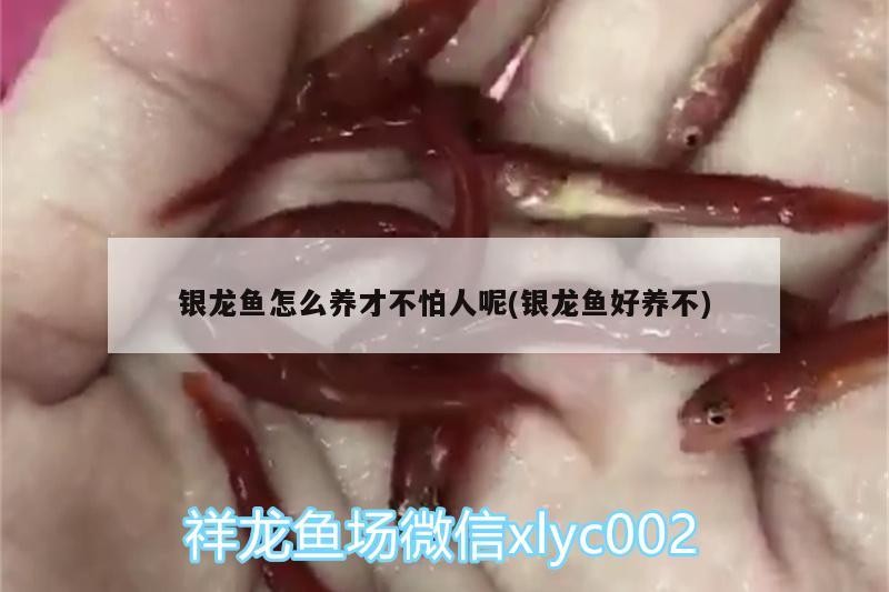 銀龍魚怎么養才不怕人呢(銀龍魚好養不)