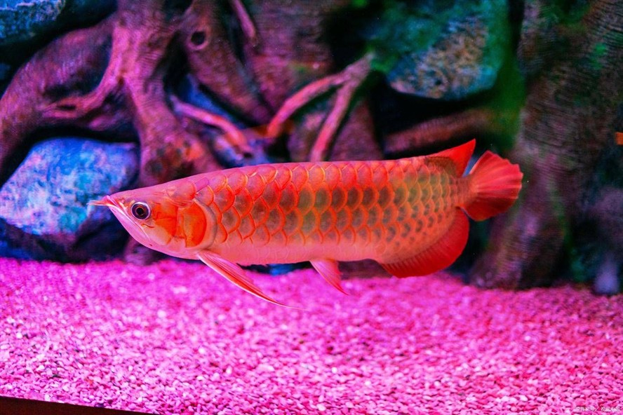 紅龍魚驚嚇的解決辦法：紅龍魚受到驚嚇后的心理護理