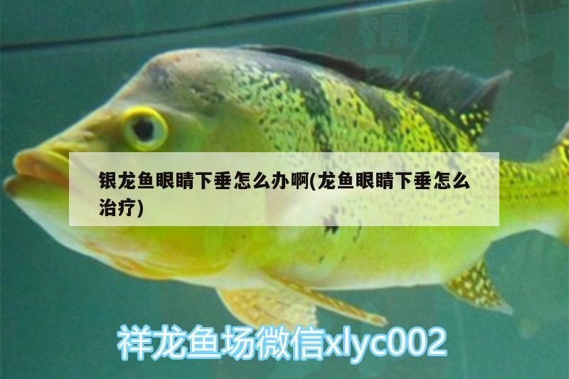 銀龍魚眼睛下垂怎么辦啊(龍魚眼睛下垂怎么治療)