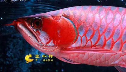 魚缸凈水劑的使用，-----凈水劑使用圖解視頻使用圖解