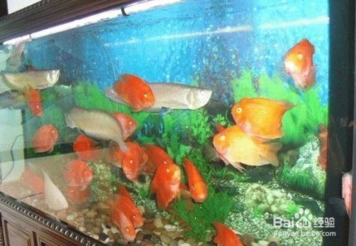 武漢市江岸區繽紛水族館（武漢市江岸區繽紛水族館電話）