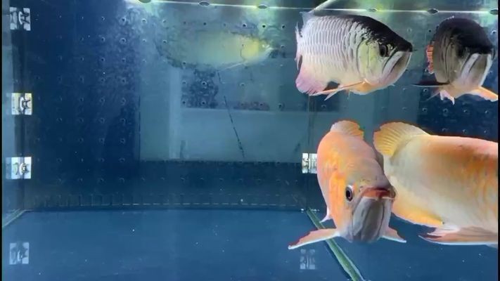 紅龍魚戰車體型的要貴一些嗎：如何辨別紅龍魚戰車體型真偽