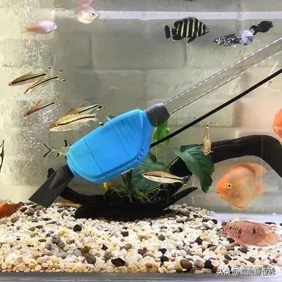 大型魚缸下面生蟲怎么清除：大型魚缸底部出現寄生蟲時需要采取適當的措施進行清除