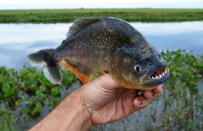 十五公分的虎魚吃什么:十五公分的虎魚在飲食上有以下幾種選擇,吃什么虎魚 虎魚百科 第1張 十五公分的虎魚吃什么:十五公分的虎魚在飲食上有以下幾種選擇,吃什么虎魚 十五公分的虎魚吃什么:十五公分的虎魚在飲食上有以下幾種選擇,吃什么虎魚 虎魚百科 第1張