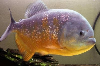 十五公分的虎魚吃什么：十五公分的虎魚在飲食上有以下幾種選擇，吃什么虎魚 十五公分的虎魚吃什么：十五公分的虎魚在飲食上有以下幾種選擇，吃什么虎魚 虎魚百科 第3張