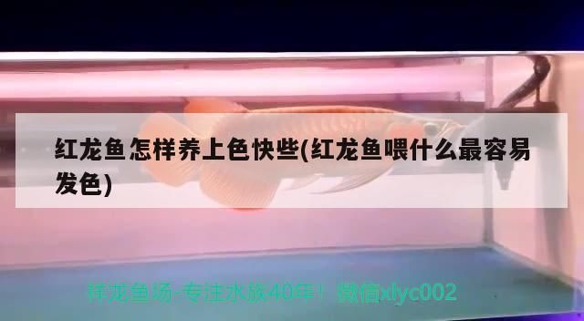 紅龍魚怎么上色快又好看：紅龍魚的飼養技巧 紅龍魚怎么上色快又好看：紅龍魚的飼養技巧 紅龍魚百科 第3張