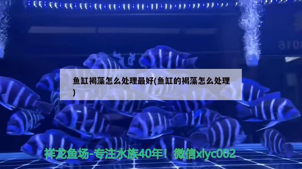魚(yú)缸褐藻怎么處理最好(魚(yú)缸的褐藻怎么處理) 魚(yú)缸褐藻怎么處理最好(魚(yú)缸的褐藻怎么處理) 豬鼻龜百科