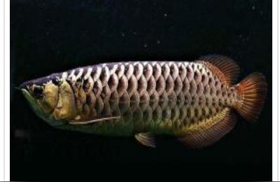 金底過背金龍魚:請問我這條是過背金龍嗎 金底過背金龍魚:請問我這條是過背金龍嗎 金龍魚百科
