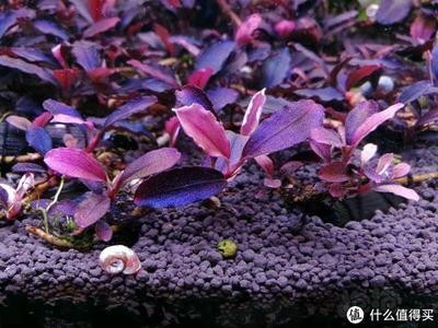 創寧加熱棒使用說明圖解（創寧加熱棒使用說明圖解視頻）