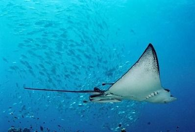 魟魚生出來有多大：魟魚出生時的大小