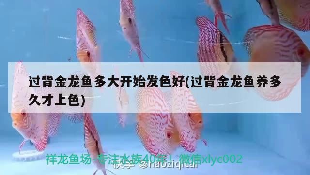 過背金龍魚多大開始發色好(過背金龍魚養多久才上色)