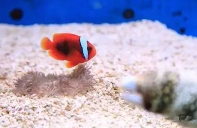 1.5米×0.7米魚缸：1.5米×0.7米的魚缸重量、容量以及相關的價格和建議