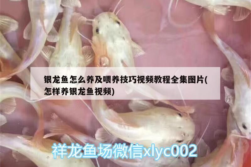 魚缸用增氧泵價格是多少:魚缸增氧機-xtrac增氧機-xtrac增氧機 銀龍魚怎么養及喂養技巧視頻教程全集圖片(怎樣養銀龍魚視頻) 銀龍魚百科 銀龍魚怎么養及喂養技巧視頻教程全集圖片(怎樣養銀龍魚視頻) 銀龍魚怎么養及喂養技巧視頻教程全集圖片(怎樣養銀龍魚視頻) 銀龍魚百科