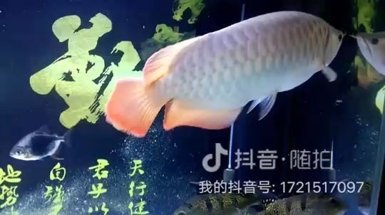 龍魚尾巴長白點怎么處理干凈vs祥龍魚場：如何處理龍魚尾巴長白點問題