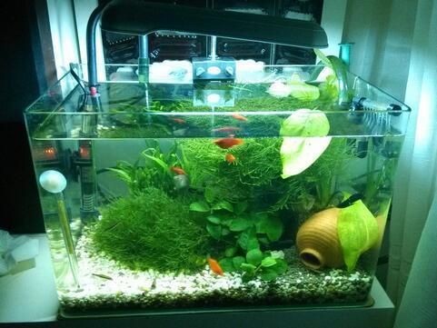 魚缸水發(fā)白怎么弄,魚缸水發(fā)白時如何正確換水 魚缸百科 第3張 魚缸水發(fā)白怎么弄,魚缸水發(fā)白時如何正確換水 魚缸水發(fā)白怎么弄,魚缸水發(fā)白時如何正確換水 魚缸百科 第3張