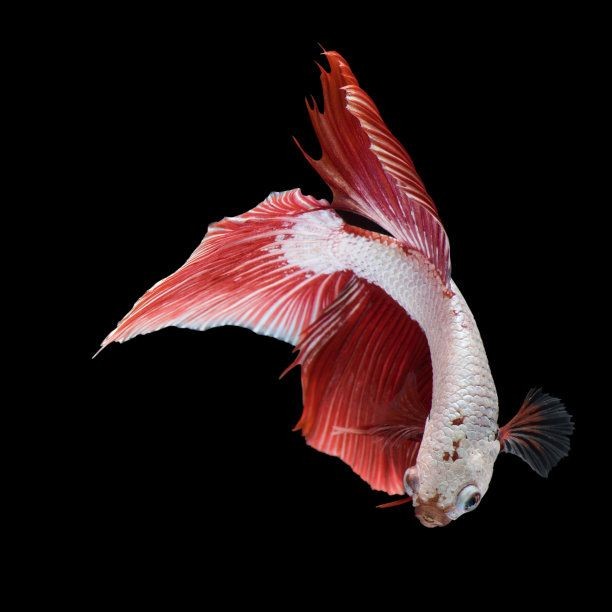 紅龍魚背景圖高清無水印：紅龍魚高清背景圖 紅龍魚背景圖高清無水印：紅龍魚高清背景圖 紅龍魚百科 第5張