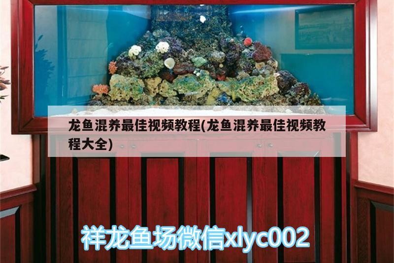 觀賞魚 龍魚混養最佳視頻教程(龍魚混養最佳視頻教程大全) 魟魚百科 龍魚混養最佳視頻教程(龍魚混養最佳視頻教程大全) 龍魚混養最佳視頻教程(龍魚混養最佳視頻教程大全) 魟魚百科