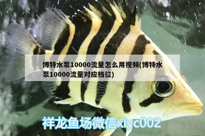 博特水泵10000流量怎么用視頻(博特水泵10000流量對應檔位)