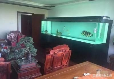 養泰虎需要多大缸的水：養泰虎需要考慮以下幾個關鍵因素，養泰虎魚需要考慮以下幾個因素