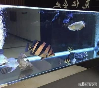 養泰虎需要多大缸的水：養泰虎需要考慮以下幾個關鍵因素，養泰虎魚需要考慮以下幾個因素