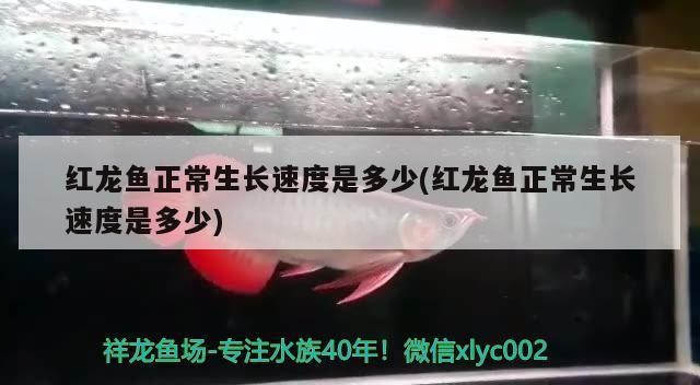 金頭過背金龍魚壽命多長（金頭過背金龍魚壽命多長時間）