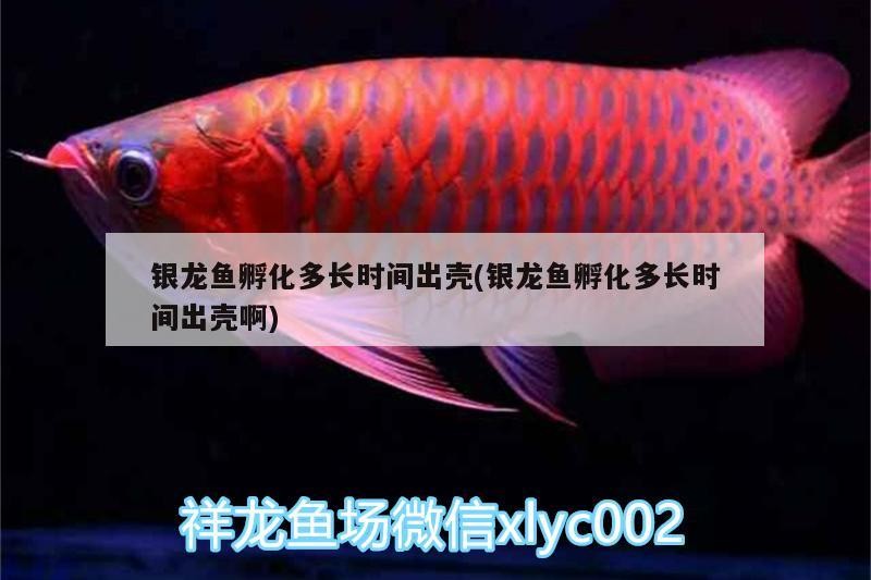 小型魚 銀龍魚孵化多長時間出殼(銀龍魚孵化多長時間出殼啊) 銀龍魚百科 銀龍魚孵化多長時間出殼(銀龍魚孵化多長時間出殼啊) 銀龍魚孵化多長時間出殼(銀龍魚孵化多長時間出殼啊) 銀龍魚百科