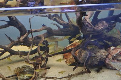 大型原生態魚缸造景圖：原生態魚缸造景打造原生態魚缸造景的關鍵步驟和要點