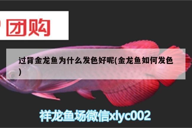 過(guò)背金龍魚為什么發(fā)色好呢(金龍魚如何發(fā)色)