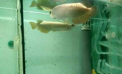 虎魚買幾條合理：購買虎魚的數量應該綜合考慮魚缸大小、虎魚的生長需求