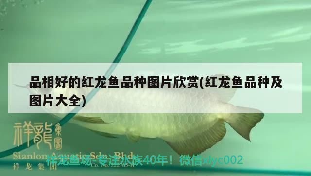 品相好的紅龍魚品種排名：品相好的紅龍魚品種排名詳情辣椒紅龍魚品種排名