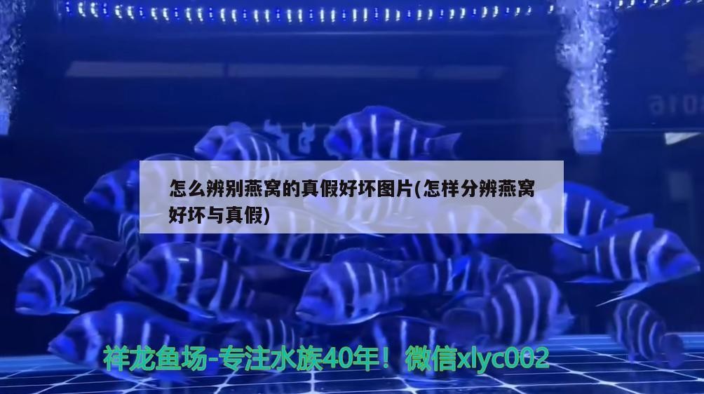 金龍魚批發市場的價格，金龍魚哪里買金龍魚苗實惠又便宜，過背金龍魚苗實惠又便宜