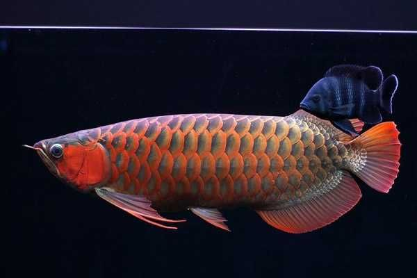 什么紅龍魚最好看好養(yǎng)又好養(yǎng)：世界上最貴的魚，發(fā)色不如辣椒和血龍那樣紅艷